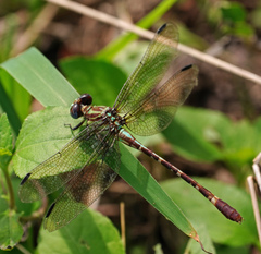 Erpetogomphus eutainia