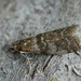 Sciota hostilis - Photo (c) cossus,  זכויות יוצרים חלקיות (CC BY-NC)