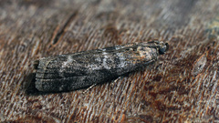Sciota hostilis