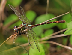 Erpetogomphus eutainia