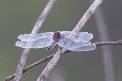 Leucorrhinia rubicunda