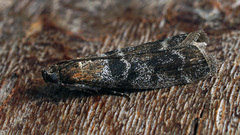 Sciota hostilis