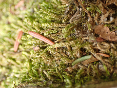 Stereodon subimponens