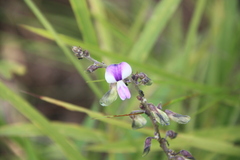 Neustanthus phaseoloides