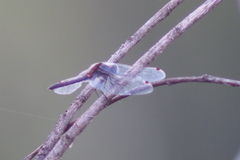 Leucorrhinia rubicunda