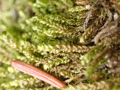 Stereodon subimponens