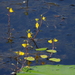 American Bladderwort - Photo (c) Joanne Muis Redwood, some rights reserved (CC BY-NC), uploaded by Joanne Muis Redwood