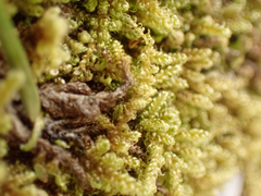 Stereodon subimponens