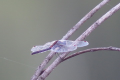 Leucorrhinia rubicunda