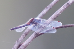 Leucorrhinia rubicunda