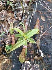 Nepenthes gracilis