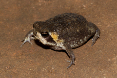 Breviceps mossambicus