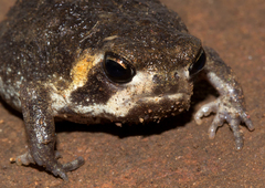 Breviceps mossambicus