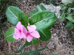 Catharanthus roseus