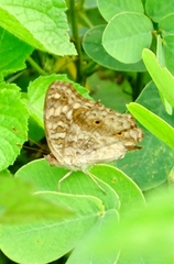 Junonia lemonias