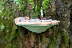 Ganoderma applanatum