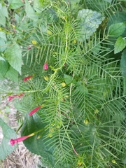 Ipomoea quamoclit