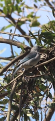 Thraupis sayaca