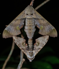 Daphnusa ocellaris
