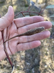 Apiomorpha pedunculata