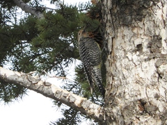 Sphyrapicus thyroideus