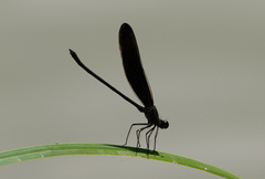 Hetaerina titia
