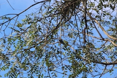 Thraupis sayaca