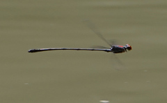 Neoneura aaroni
