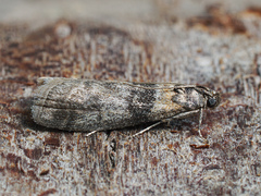 Sciota rhenella