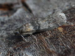 Sciota rhenella