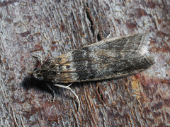 Sciota rhenella