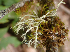 Ramalina farinacea