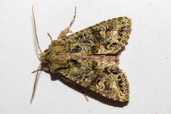 Ichneutica plena