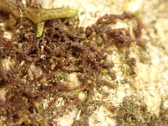 Frullania nisquallensis