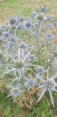 Eryngium amethystinum