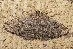 Zermizinga indocilisaria