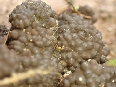 Jackrogersella multiformis