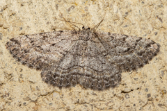 Zermizinga indocilisaria