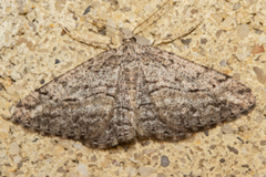 Zermizinga indocilisaria