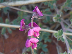 Swainsona flavicarinata