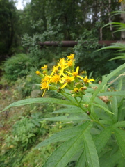 Jacobaea cannabifolia