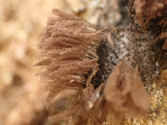 Stemonitis splendens