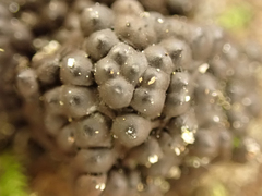 Jackrogersella multiformis