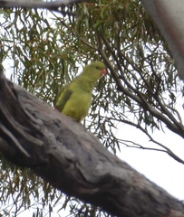 Polytelis anthopeplus