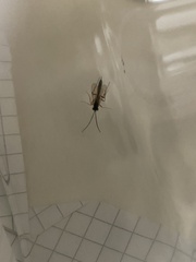 Pimpla rufipes