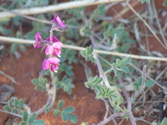 Swainsona flavicarinata