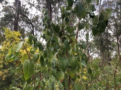 Bridelia leichhardtii