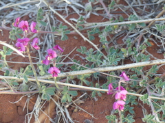 Swainsona flavicarinata