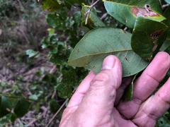 Bridelia leichhardtii