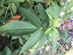 Sambucus javanica